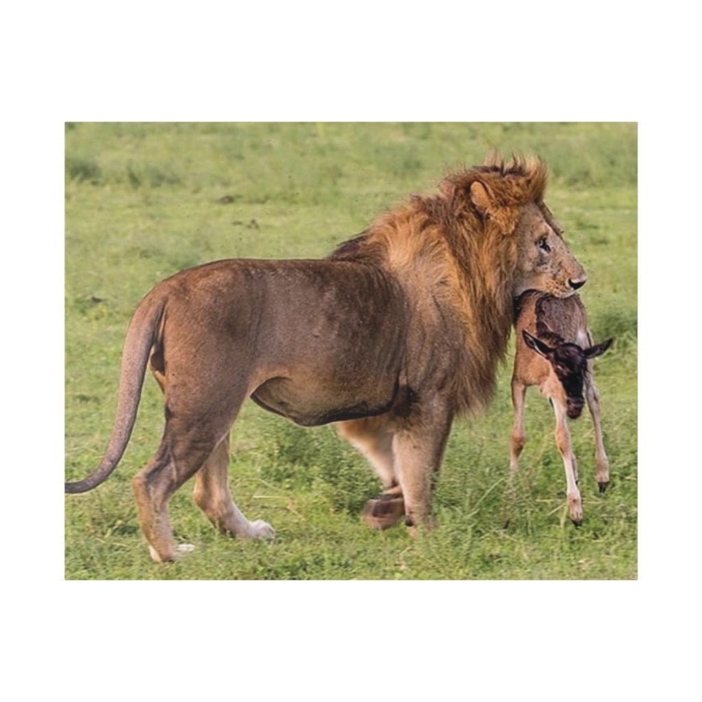 Lion's Hunt - Wildlife Photography Canvas - {{variant_title}} | litemerch