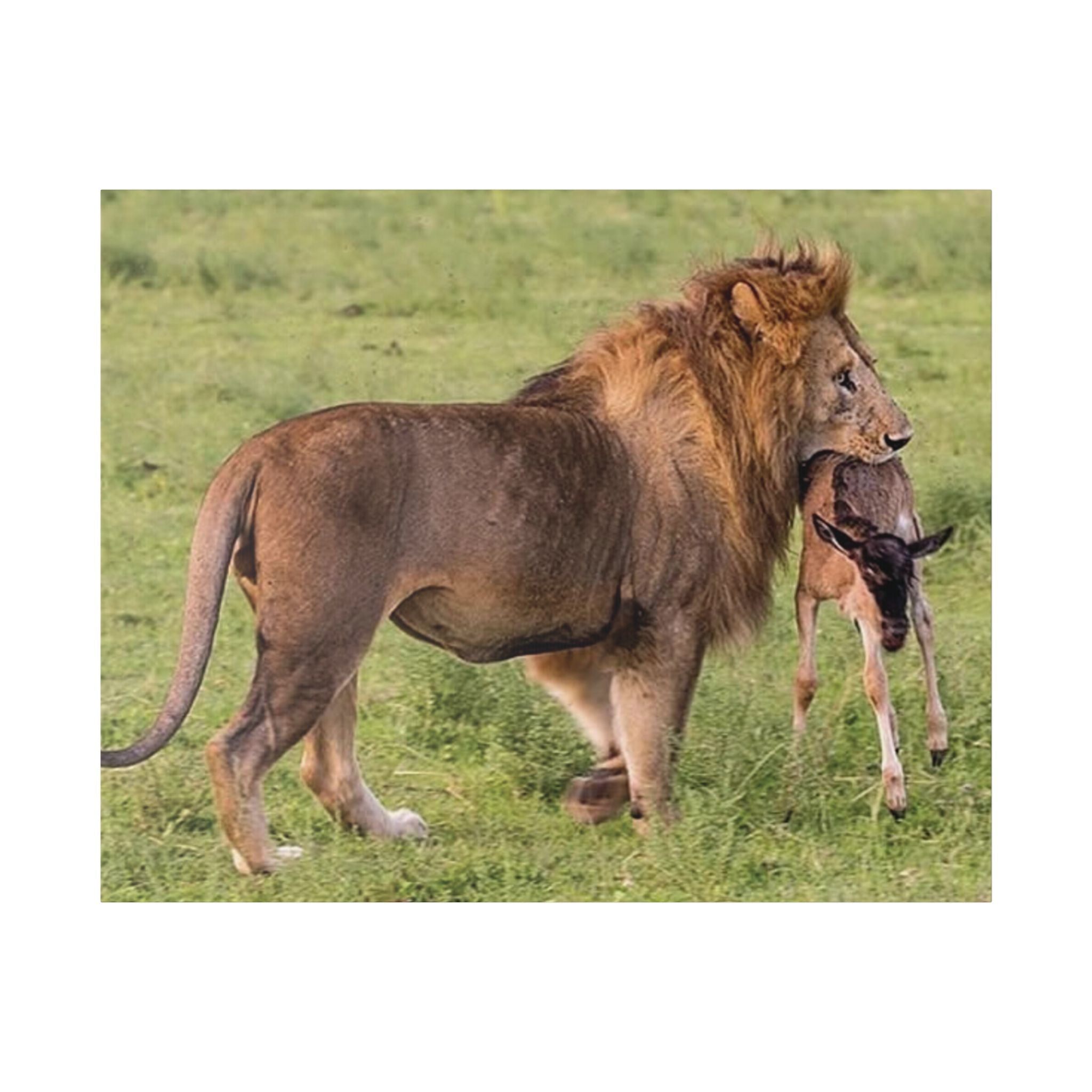Lion's Hunt - Wildlife Photography Canvas - {{variant_title}} | litemerch