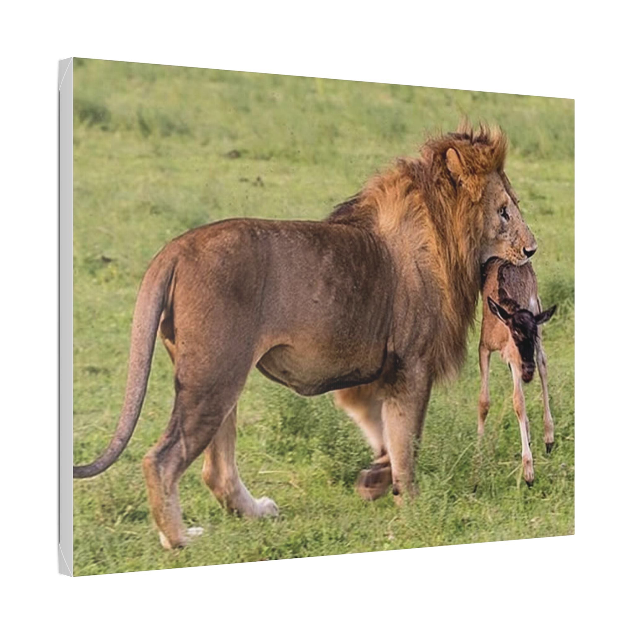 Lion's Hunt - Wildlife Photography Canvas - {{variant_title}} | litemerch