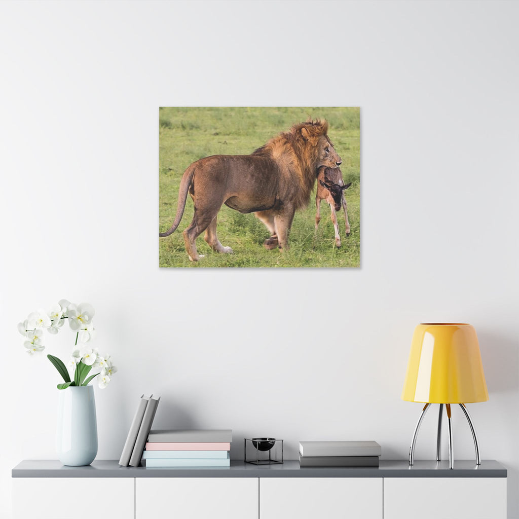Lion's Hunt - Wildlife Photography Canvas - {{variant_title}} | litemerch