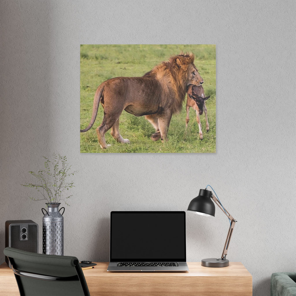 Lion's Hunt - Wildlife Photography Canvas - {{variant_title}} | litemerch